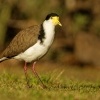 Cejka australska - Vanellus miles - Masked Lapwing 2310